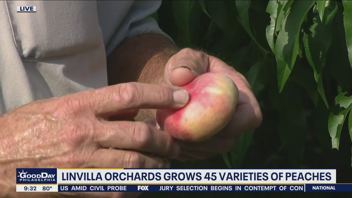 Peach picking 101: When and how to pick the best peaches